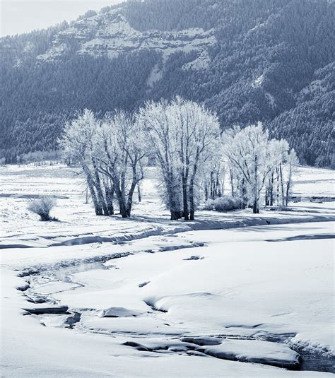 Yellowstone In Winter on Behance