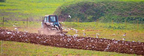 Harvesting, the harvester machine is harvesting, plowing the land ...