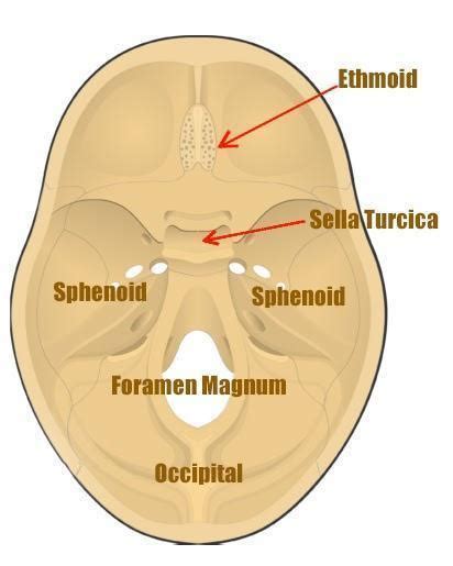 Sella Turcica Of Sphenoid Bone And Pituitary Gland