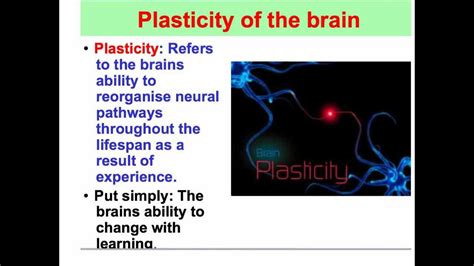 Plasticity of the brain - VCE Psychology - YouTube