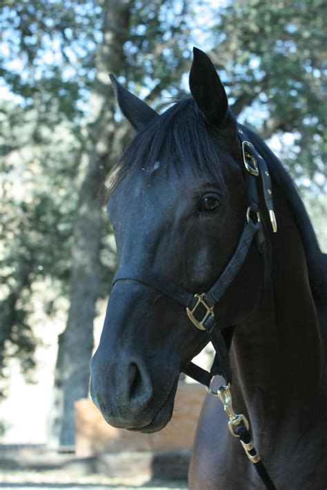 Black Thoroughbred Gelding by HorseStockPhotos on DeviantArt