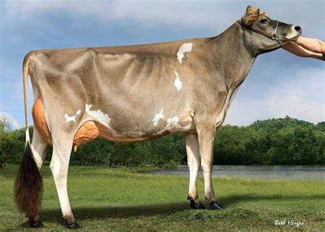 jersey cow milk production - Ember Memoir Picture Show