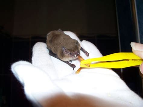 Microbats & Bat Facts - Human Animal Science