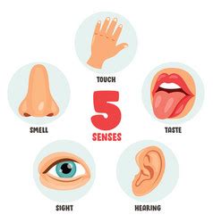 Five senses concept with human organs Royalty Free Vector