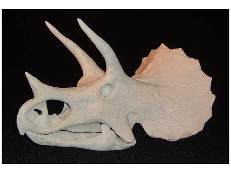 Triceratops Skull (13" / 33cm) | HLJ.com