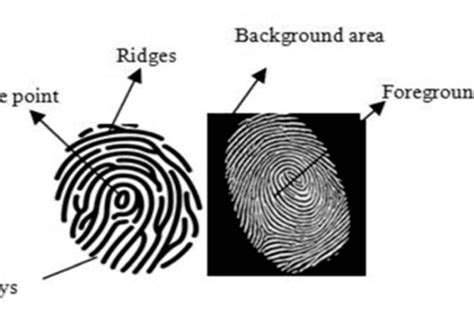 What Is Fingerprint Recognition And How It Works?