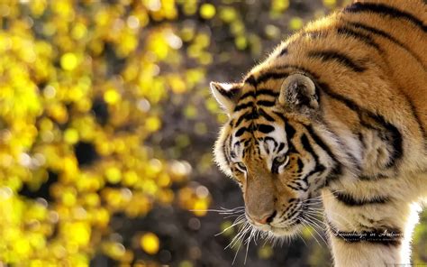 Beautiful Tiger Wallpapers | HD Wallpapers | ID #9420