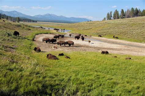 Hayden Valley Guide for Hikers and Campers - Drivin' & Vibin'