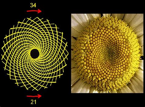 Math Made Easy: Finding Fibonacci sequence in flower petals – Apeejay ...