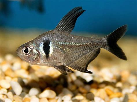 Black Phantom Tetra - Planted Aquaria - Bring Nature Home