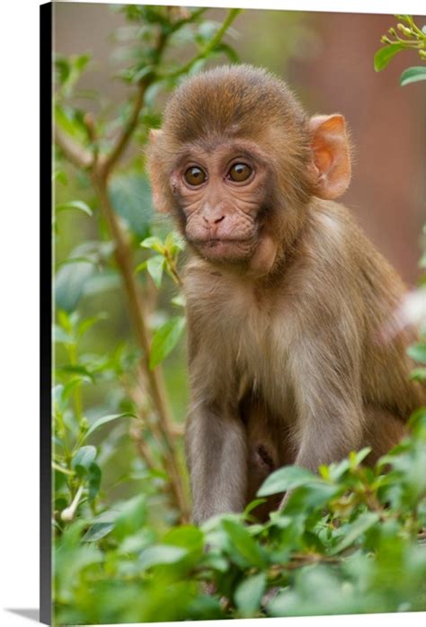 Rhesus Monkey Baby, Monkey Temple, Jaipur, Rajasthan, India. | Great Big Canvas