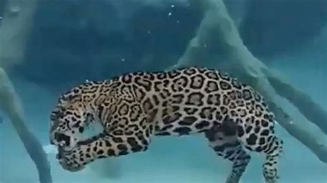 LBCI News | [VIDEO] Jaguar Swimming Underwater Becomes Internet Sensation!