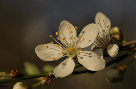 Photography of Tree Branches With Flowers · Free Stock Photo