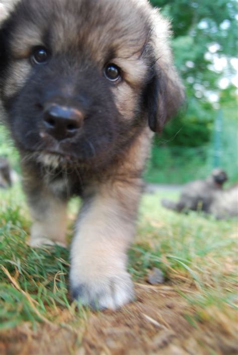 15 best Karst Shepherd images on Pinterest | Doggies, Species of dogs ...