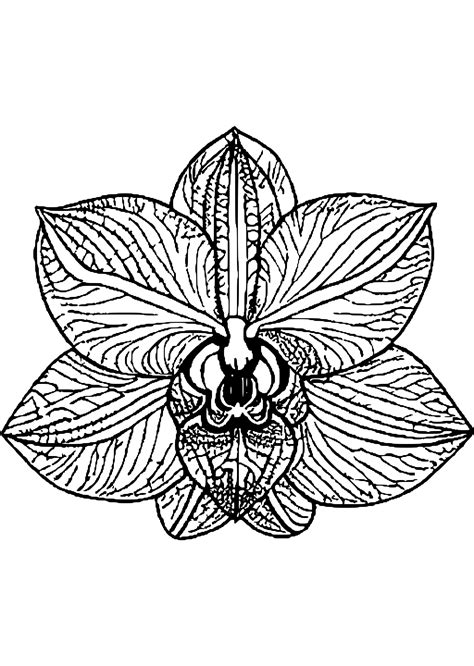 Orchids Coloring Page · Creative Fabrica