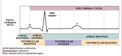 Heart- Cardiac cycle Flashcards | Quizlet