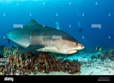 Tiger shark in Hawaii Stock Photo - Alamy