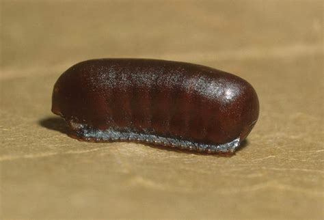 Oriental Cockroach Egg Case Photograph by Harry Rogers - Pixels