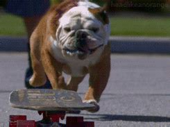 Super Smart Animals Bulldog GIF by Head Like an Orange - Find & Share on GIPHY