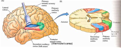 Auditory cortex, auditory area of brain location & function