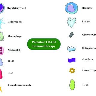 | Overview of immune cells or molecules involved in TRALI immunotherapy... | Download Scientific ...