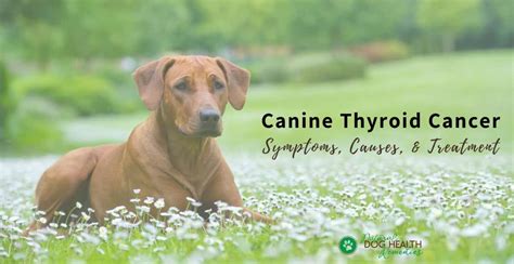 How To Treat Thyroid Problems In Dogs