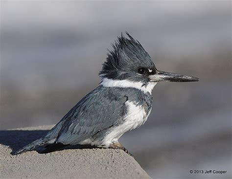 NeoVista Birding: King For The Day: Belted Kingfisher Male & Female