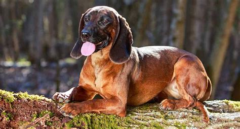 Rhodesian Ridgeback vs Bavarian Mountain Hound - Breed Comparison