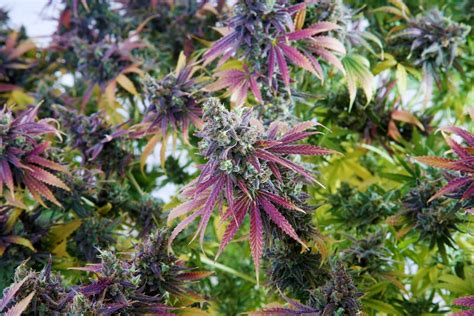 TOP 10 Crop King Seeds Sativa Strains That Grows In Dry Climate | Crop King Seeds