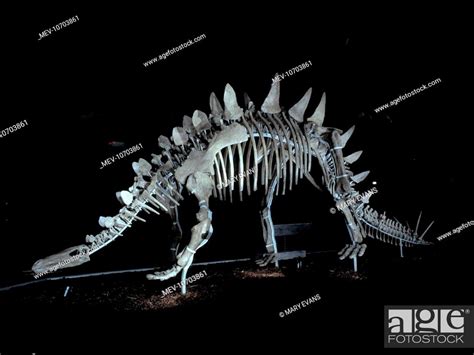 A skeleton of the dinosaur Tuojiangosaurus on display in the Natural ...
