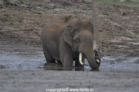 Wild Animals of Kabini Wildlife Sanctuary | itslife.in