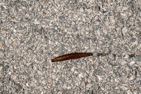 A slug (Limacidae), terrestrial pulmonate gastropod molluscs, on a concrete pavement Stock Photo ...