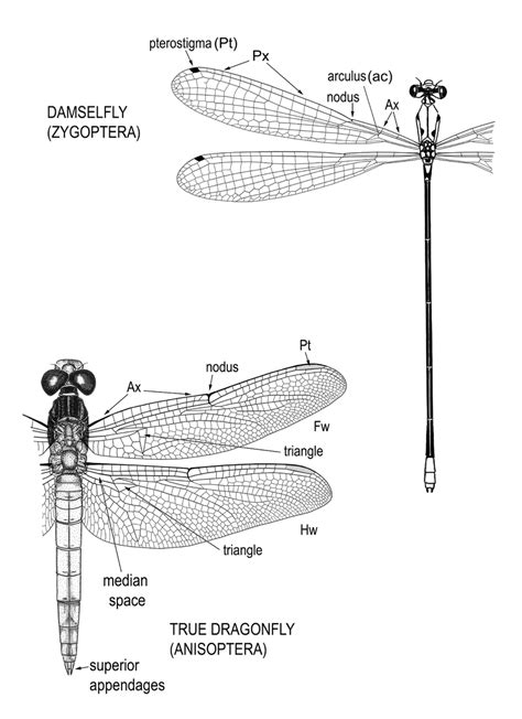 Zygoptera An Overview ScienceDirect Topics, 40% OFF