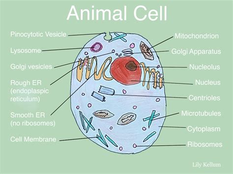 Plant and Animal Cell Project - St. Peter Catholic School - Greenville, NC