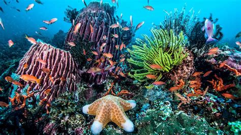 Sunscreen pollution accelerating demise of coral reefs, experts say ...