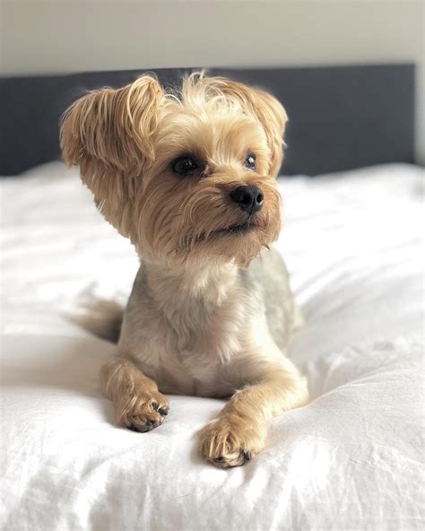 14 Fascinating Facts About Yorkies | Page 3 of 4 | PetPress