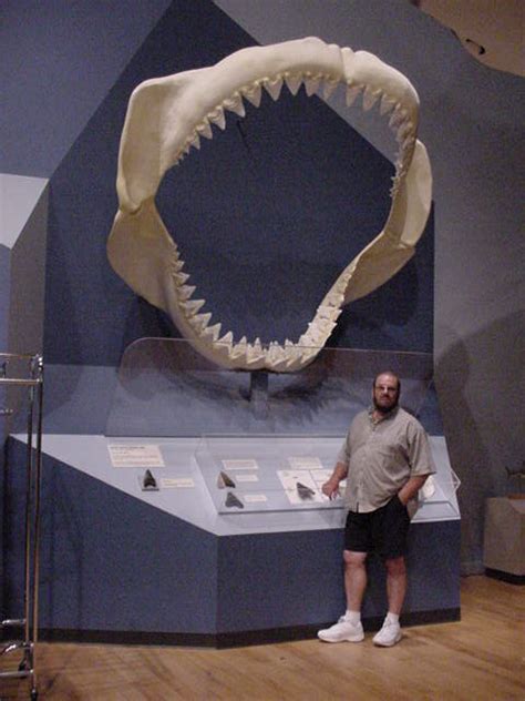 History Fossil Megalodon Shark Tooth Teeth Photos