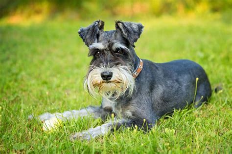 Miniature Schnauzer Facts | 10 Facts About The Miniature Schnauzer