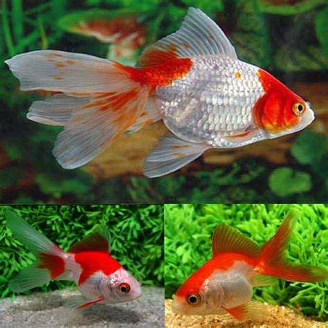 Goldfish - Fantail Red & White (Carassius auratus) 5cm - Aquarium Central