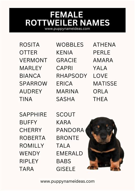 400+ Rottweiler Names (With Meanings)