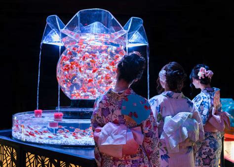 Art Aquarium 2019: Inside Tokyo's Incredible Living Exhibition! (360 ...