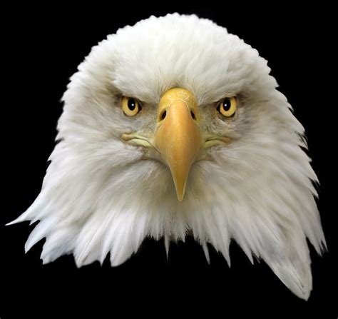 Bald Eagle. Prints available at IncrediblePhotoArt.com | Bald eagle art ...