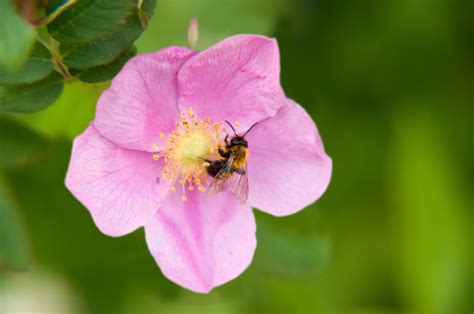 Healthy Pollination: Horizontal Hives Support Natural Beekeeping ...