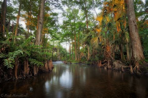 Looking up the Lox | Loxahatchee River, Florida | Florida Landscape Photography by Paul Marcellini