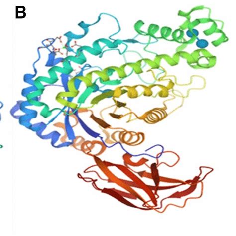 Crystal structure of a structure of β-amylase extracted from soybean, b... | Download Scientific ...