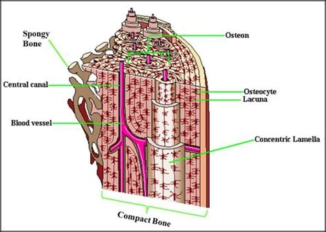 Compact And Spongy Bone Diagram