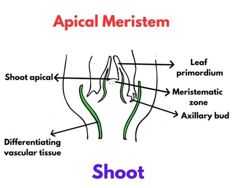 18 Apical Meristem Diagram Images, Stock Photos, 3D objects, & Vectors | Shutterstock