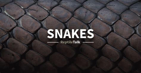 Snake Care - ReptileTalk NET