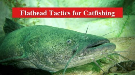 Useful Tips on Flathead Tactics for Catfishing - HookedOnCatfish