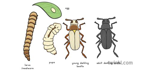 Darkling Beetle Life Cycle Illustration - Twinkl